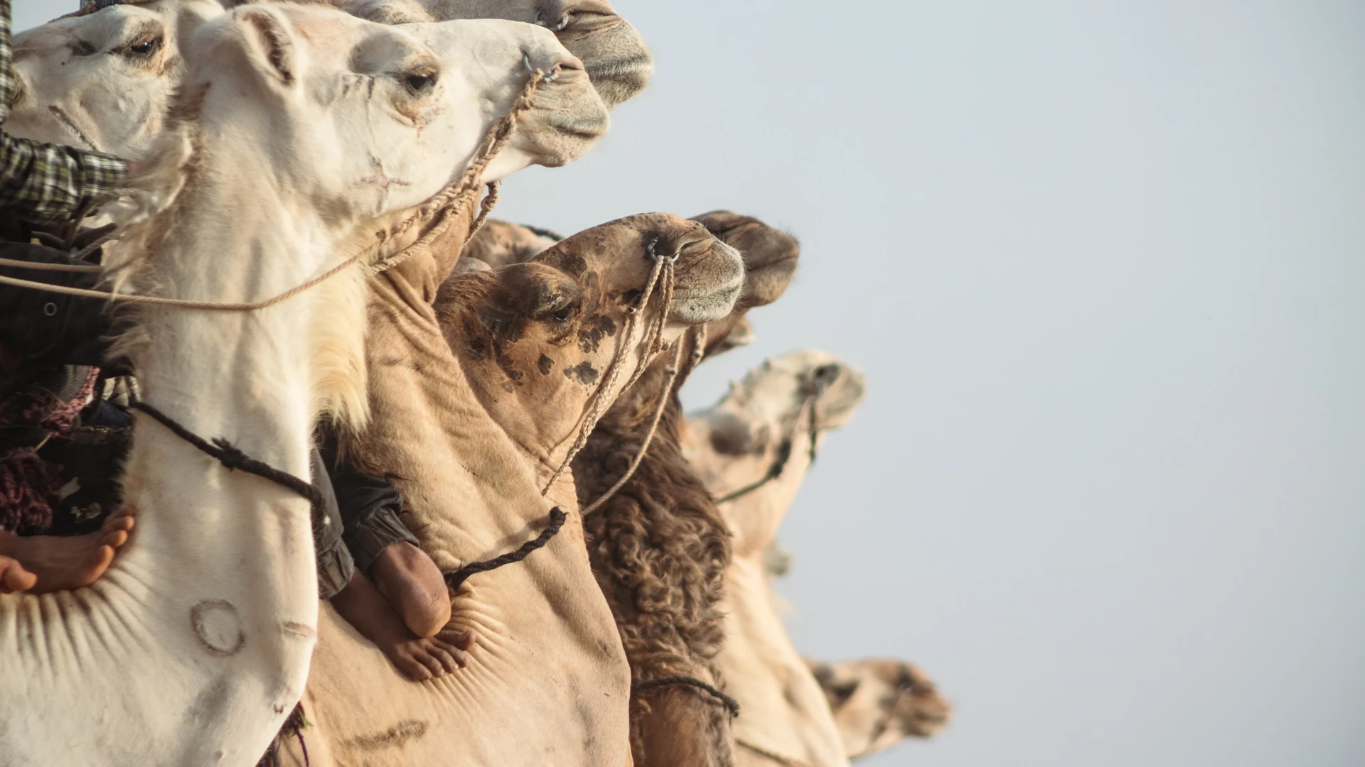 Balade en Chameau à Agafay — Départ de Marrakech